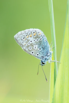 Icarusblauwtje / Common Blue / Polyommatus icarus