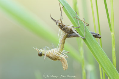 Calopteryx splendens / Weidebeekjuffer / Banded Demoiselle