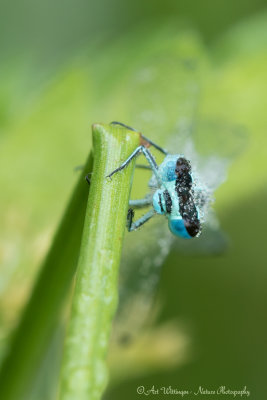 Enallagma cyathigerum / Watersnuffel / Common blue damselfly