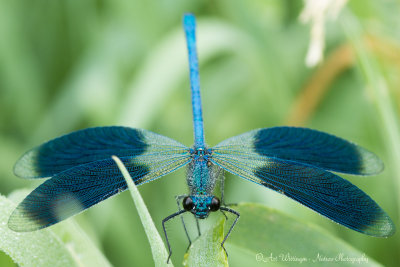 Calopteryx splendens / Weidebeekjuffer / Banded Demoiselle