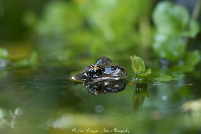 Rana temporaria / Bruine kikker / Grass Frog