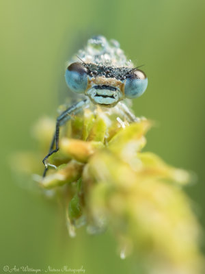 Coenagrion puella / Azuurwaterjuffer / Azure damselfly