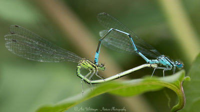 Coenagrion puella / Azuurwaterjuffer / Azure damselfly