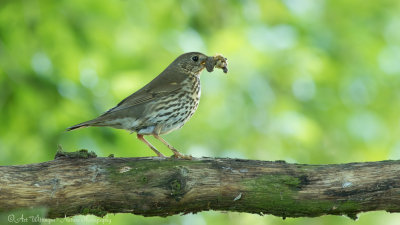 Turdus philomelos / Zanglijster / Song Thrush