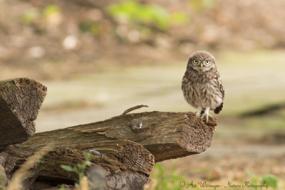 Athene noctua / Steenuil / Little owl