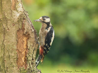 Dendrocopos Major / Grote Bonte Specht / Great Spotted Woodpecker