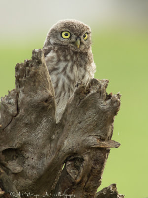 Athene noctua / Steenuil / Little owl