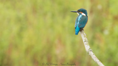 Alcedo atthis / IJsvogel / Kingfisher