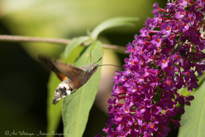 Kolibrievlinder /  Hummingbird Hawk-moth / Macroglossum stellatarum