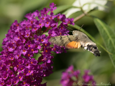 Kolibrievlinder /  Hummingbird Hawk-moth