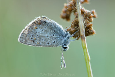 Icarusblauwtje / Common Blue / Polyommatus icarus