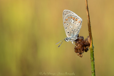 Icarusblauwtje / Common Blue / Polyommatus icarus