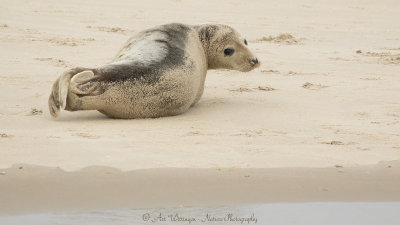 Halichoerus Grypus / Grijze Zeehond / Grey Seal