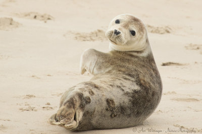 Grijze Zeehond  / Grey Seal