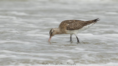 Limosa lapponica / Rosse Grutto / Bar-tailed Godwit