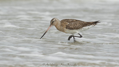 Limosa lapponica / Rosse Grutto / Bar-tailed Godwit