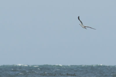 Morus bassanus / Jan van Gent / Northern Gannet