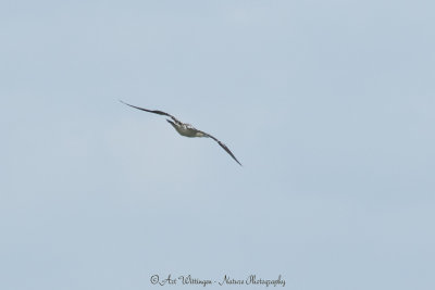 Jan van Gent / Northern Gannet