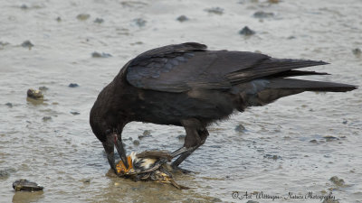 Corvus Corone / Zwarte Kraai / Carrion Crow