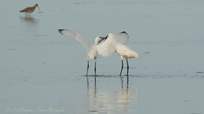 Platalea Leucorodia / Lepelaar / Eurasian Spoonbill