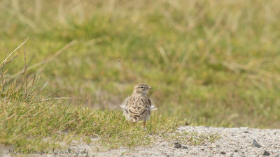 Calandrella brachydactyla / Kortteenleeuwerik /Greater short-toed Lark