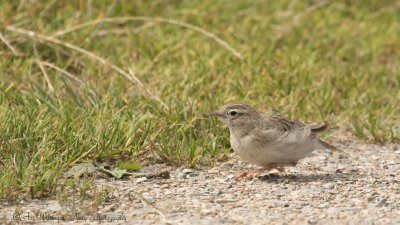 Calandrella brachydactyla / Kortteenleeuwerik /Greater short-toed Lark 