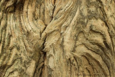 Patronen in een oude boomstam / Patterns in an old tree trunk