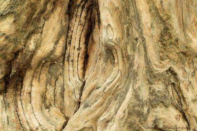 Patronen in een oude boomstam / Patterns in an old tree trunk