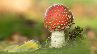 Amanita Muscaria / Vliegenzwam / Fly Agaric