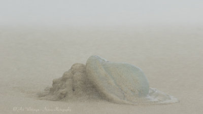 Kwal in zandstorm / Jellyfish in Sandstorm