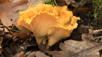 Cantharellus cibarius / Hanenkam  - Cantharel /  Cantherelle 