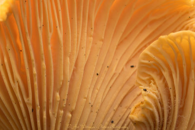 Cantharellus cibarius / Hanenkam  - Cantharel /  Cantherelle 