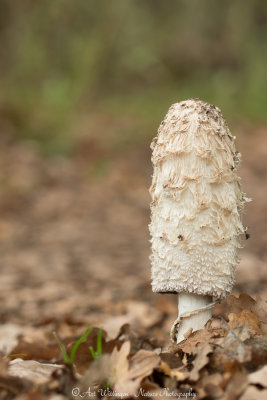 Coprinus comatus / Geschubde inktzwam / Shaggy mane