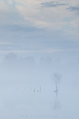 Siberië in the mist