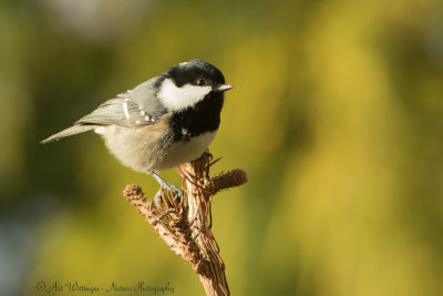 Zwarte Mees / Coal Tit