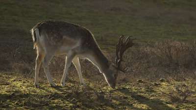 Damhert / Fallow Deer