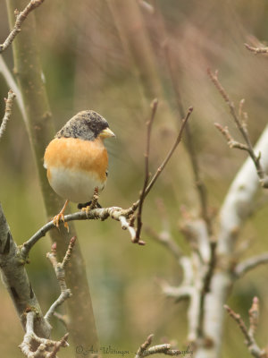 Fringilla Montifringilla / Keep / Brambling