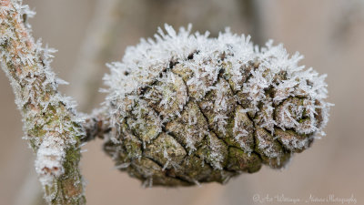 Ice Crystals - IJskristallen