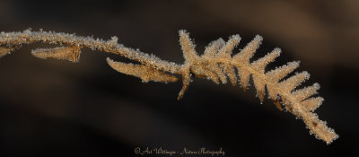 Ice Crystals - IJskristallen