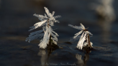 Ice Crystals - IJskristallen