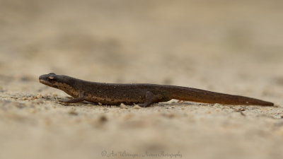 Kleine Watersalamander / Smooth newt
