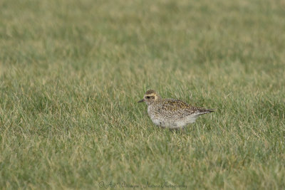 Pluvialis apricaria / Goudplevier / Golden Plover