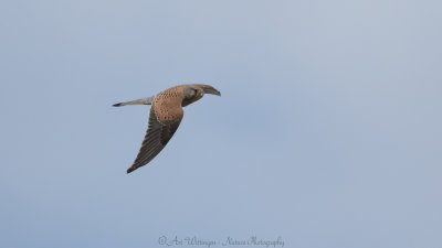 Falco Tinnunculus / Torenvalk / Kestrel