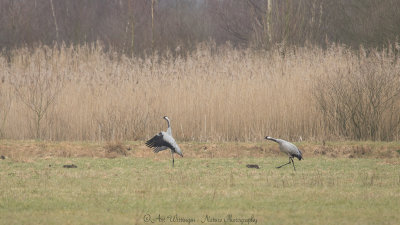 Grus grus / Kraanvogel / Crane