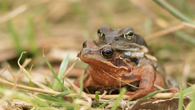 Rana temporaria / Bruine kikker / Grass Frog