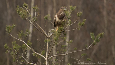 Buteo buteo / Buizerd / Common buzzard