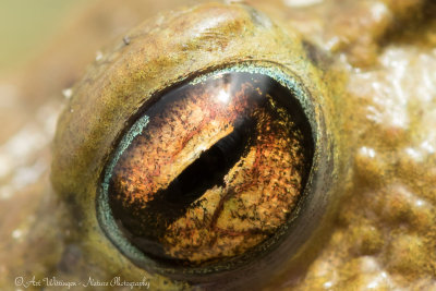 Bufo bufo / Gewone Pad / Common Toad