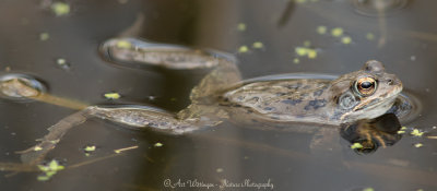 Rana temporaria / Bruine kikker / Grass Frog