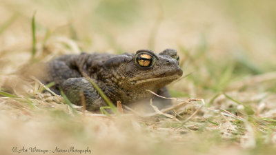 Bufo bufo / Gewone Pad / Common Toad