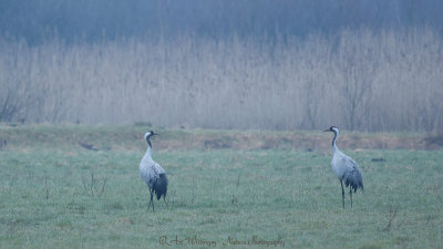 Grus grus / Kraanvogel / Crane